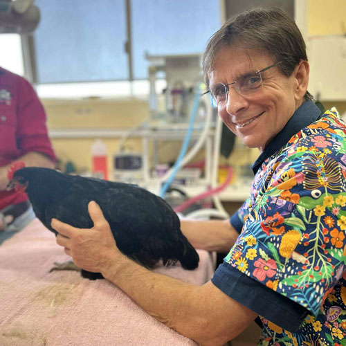 Dr David Jameson - Maleny Veterinary Services