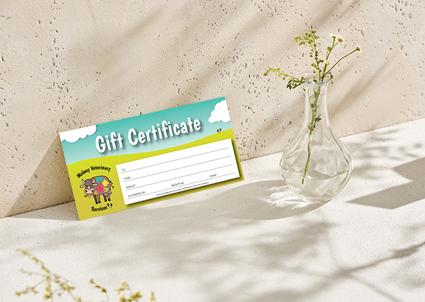 MVS Gift Certificate