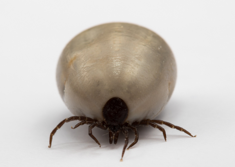 Tick Paralysis Signs, Treatments and the Importance of Preventative