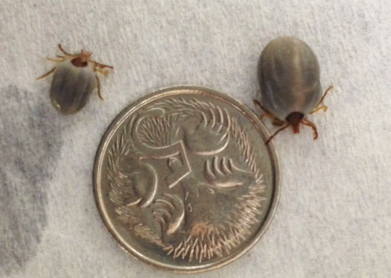 Tick Paralysis Signs, Treatments and the Importance of Preventative