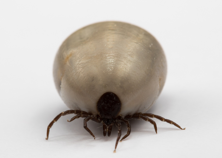 ticks with brown shell