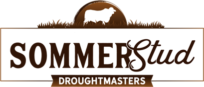 Sommer Stud Droughtmasters