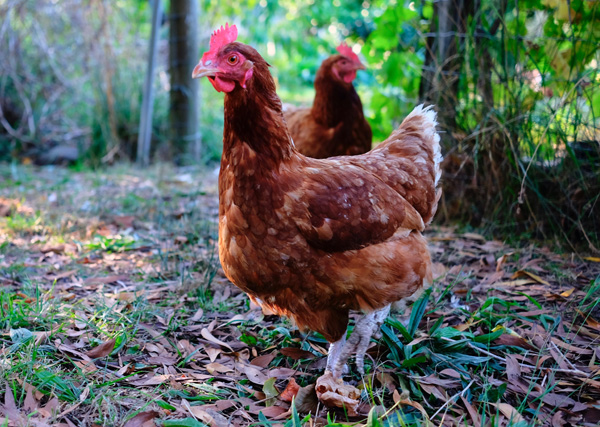 What Queensland Pet Owners Should Know About Bird Flu