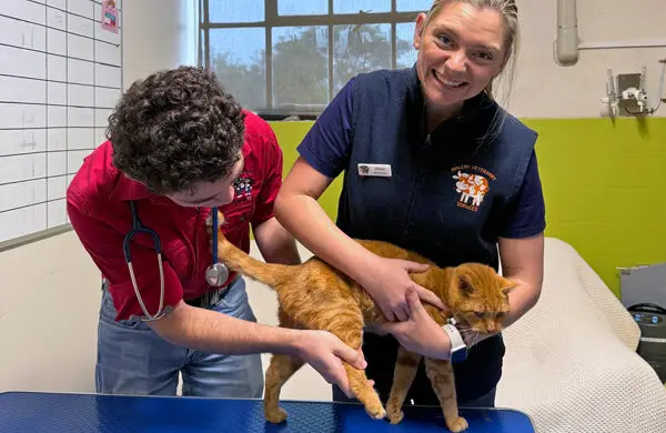 Arthritis in pets