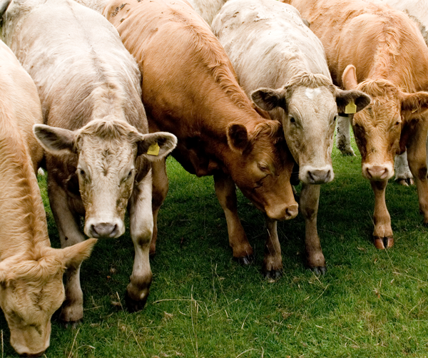 FB-Post-Foot-And-Mouth-Disease FB-Post-Foot-And-Mouth-Disease