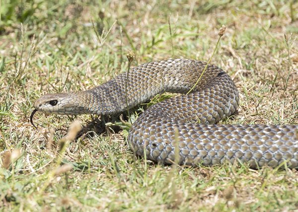 Eastern brown snake, Australia