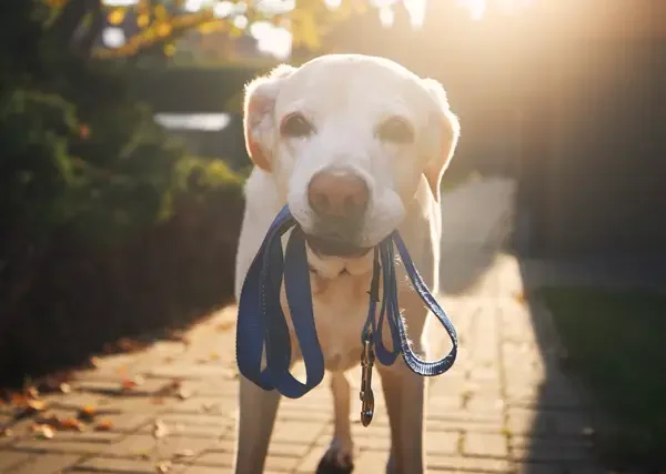 Dog waiting for walk. Old labrador retriever holding leash in mouth on sidewalk in front of house.