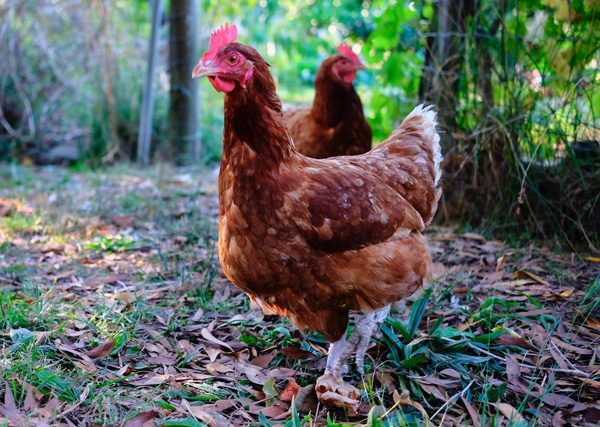 Bird Flu (Avian Influenza) in Australia: What Queensland Pet Owners Should Know