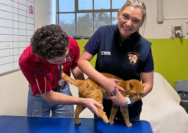 Arthritis in pets