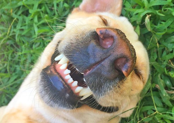 happy-dog-clean-teeth