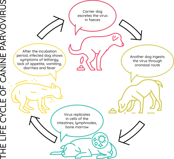 maleny-vet-services_lifecycle-of-parvovirus copy