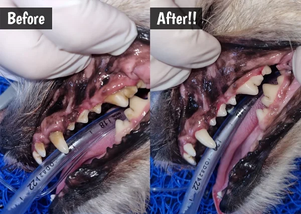 pixie-dental