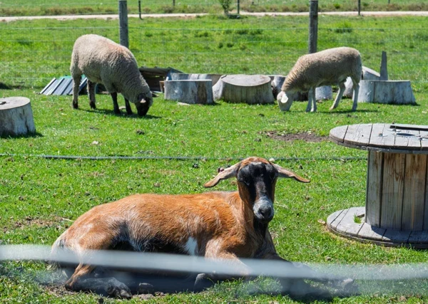 Understanding Worms and Drench Resistance in Sheep, Goats and Alpacas