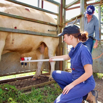 Cattle Work | Bull Testing