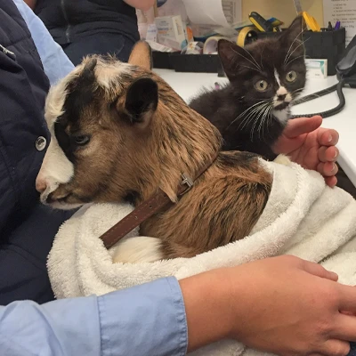 Veterinary Services for Goats and Sheep