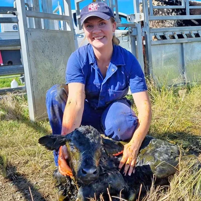 Cattle Work | Calvings