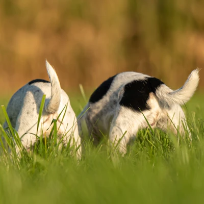 Anal Gland Expressing