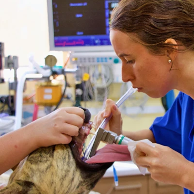Small Animal Dentistry