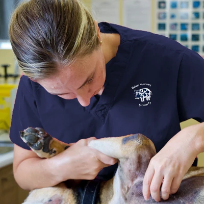 Small Animal Parasite Prevention