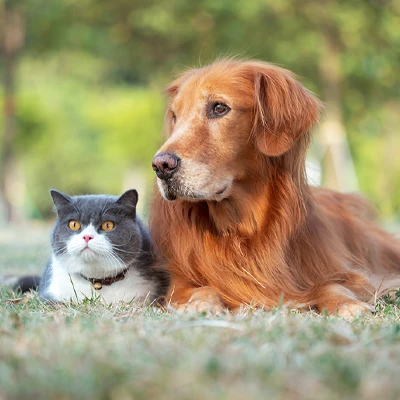 Small Animal Services